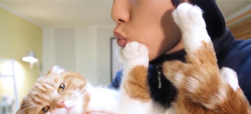 小猫为什么不粘人（探究宠物猫不喜欢接近主人的原因）