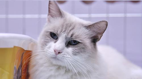 小猫为什么不粘人（探究宠物猫不喜欢接近主人的原因）