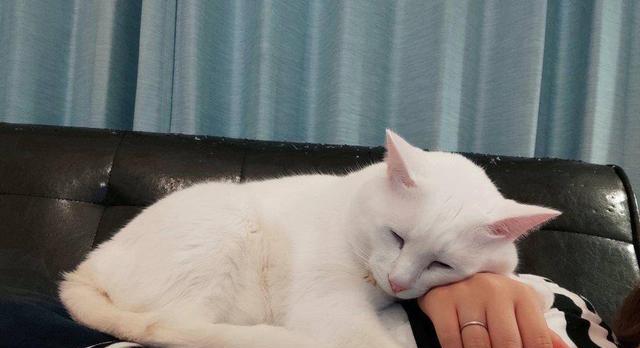 小猫为什么会抽搐（探究宠物小猫抽搐的原因与治疗方法）