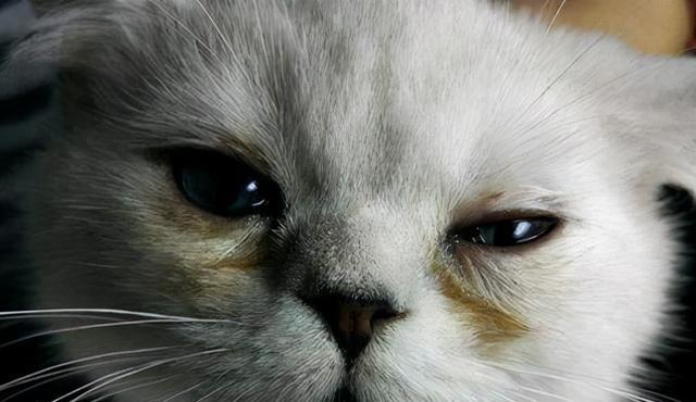 小猫为什么会抽搐（探究宠物小猫抽搐的原因与治疗方法）