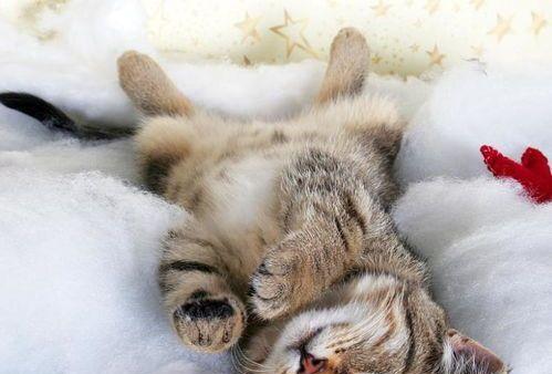 小猫为什么会抽搐（探究宠物小猫抽搐的原因与治疗方法）