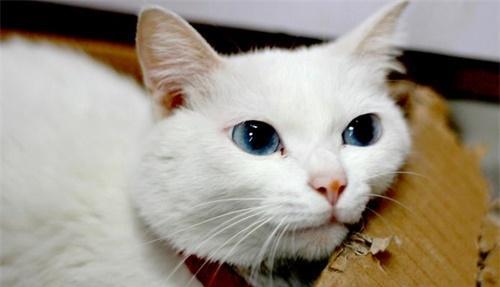 小猫为什么流鼻水（探究宠物小猫流鼻水的原因和处理方法）