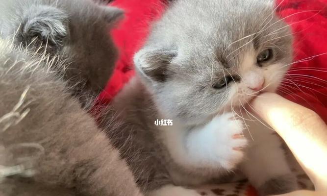 小猫为什么尿床上（宠物行为分析及纠正方法）