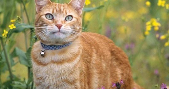 小猫为何走不动（揭开宠物行为异常的神秘面纱）