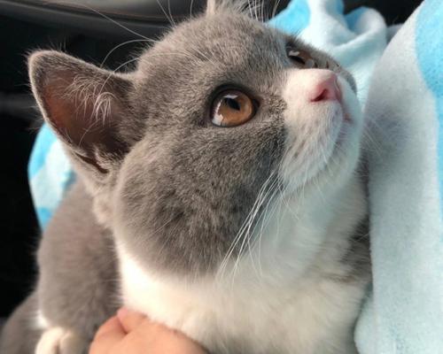 小猫喂妈咪引发呕吐的原因和处理方法（让宠物健康成长）