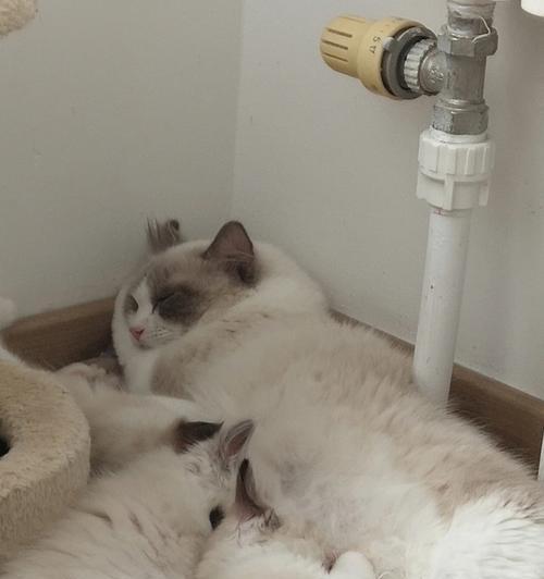 如何合理喂养小猫（掌握喂奶的时间和方法）