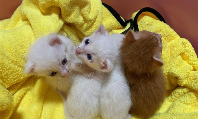 小猫喂什么奶粉最好（宠物主人必看！如何选购适合小猫的奶粉）