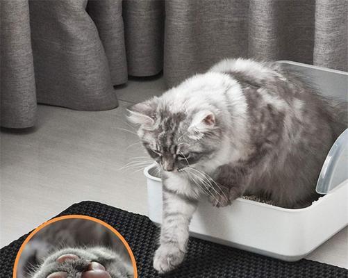 宠物猫误食猫砂惨死，主人们必须知道的关键信息（以小猫为例）