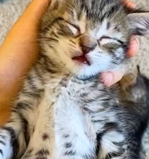 小猫最爱的温暖地方——肩膀上（宠物的喜好与人类的情感互动）
