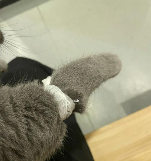 小猫洗完澡吐白沫，原因与应对方法解析（宠物爱护指南）