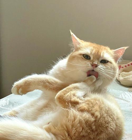 小猫两个脚趾中间的秘密（探秘猫咪脚趾之间的生理特征与行为习惯）