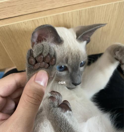 小猫两个脚趾中间的秘密（探秘猫咪脚趾之间的生理特征与行为习惯）