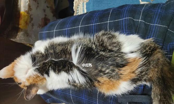 小猫失禁原因及治疗方法剖析（以小猫小便失禁症状为例）