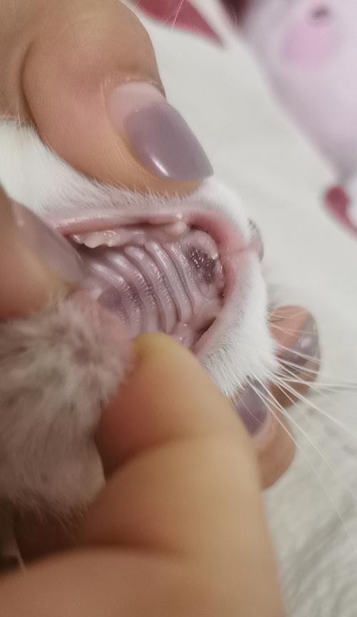 小猫的牙齿生长过程（从幼猫到成年猫）