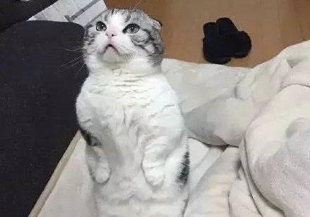 小猫毛发无光蓬乱的原因及处理方法（宠物爱好者必看）