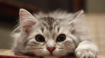 小猫毛发无光蓬乱的原因及处理方法（宠物爱好者必看）