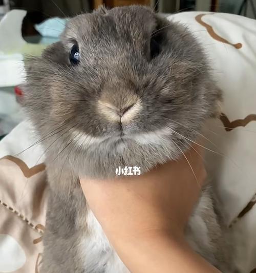 当爱宠儿小猫咬电线时，怎么破（解决宠物小猫咬电线的实用方法）
