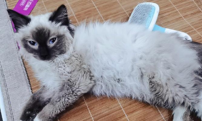 小猫剪毛到底好不好（了解小猫剪毛的利弊）