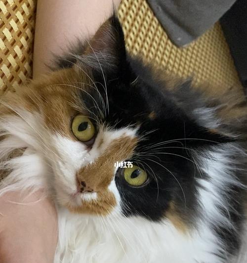 探寻宠物小猫的藏身之道（以小猫一般藏在哪里为主题的探究）