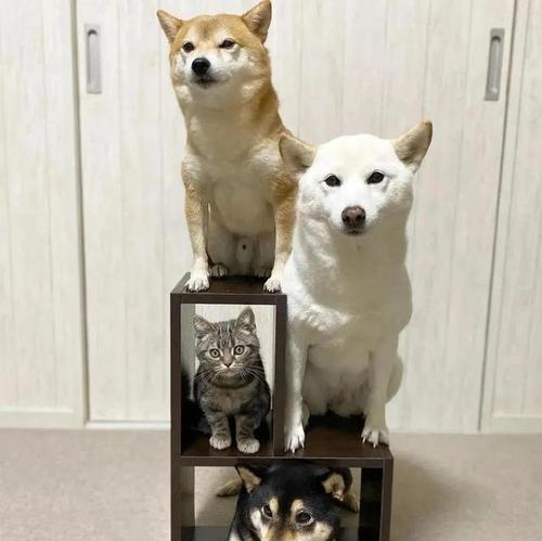 探寻宠物小猫的藏身之道（以小猫一般藏在哪里为主题的探究）