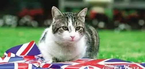 小猫生病了（以宠物为主的养猫心得分享）