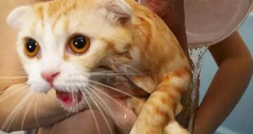 小猫的跳蚤是否致命（探究宠物跳蚤对小猫的影响及预防措施）