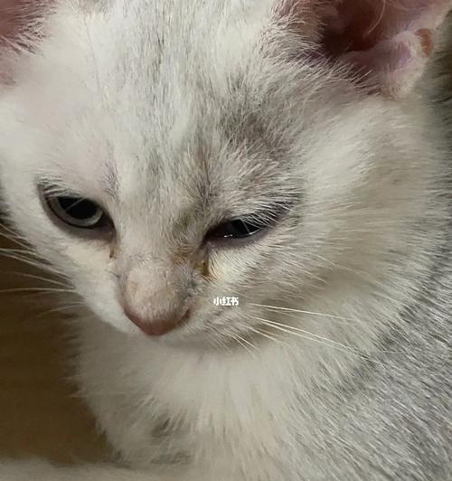 宠物小猫哭泣的原因与应对方法（了解宠物情感）