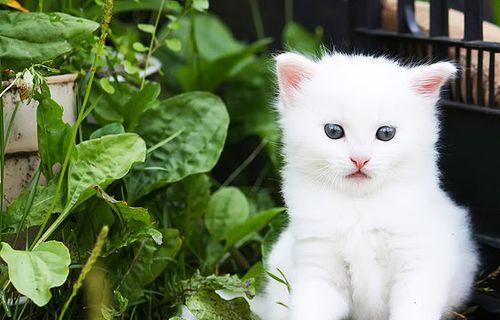 欢乐时光——小猫幼儿图片大全（用镜头记录小猫幼儿成长的快乐时光）