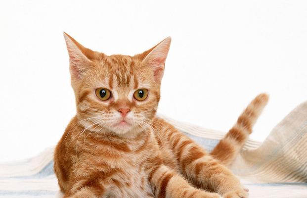 欢乐时光——小猫幼儿图片大全（用镜头记录小猫幼儿成长的快乐时光）