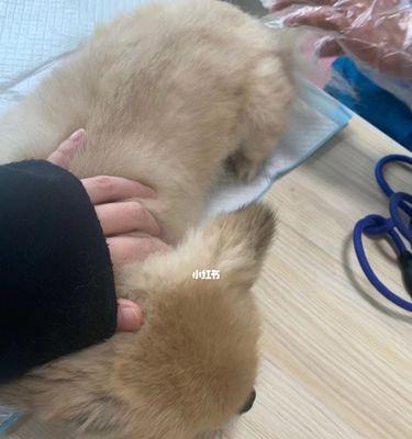 小猫打疫苗的必要性及注意事项（宠物养护知识）