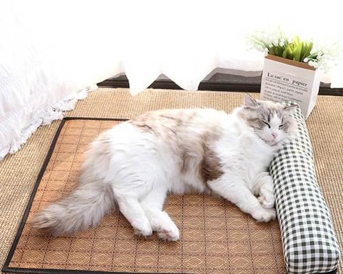 小猫早上门口叫的原因与解决方法（宠物猫的行为特点与管理技巧）