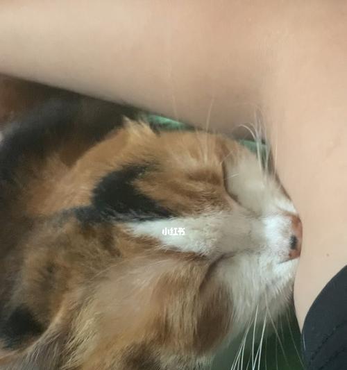 小猫如何不咬人（培养宠物猫的良好习惯）