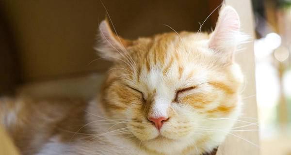 如何让你的宠物小猫安心入睡（15个小技巧帮你解决小猫的入睡问题）