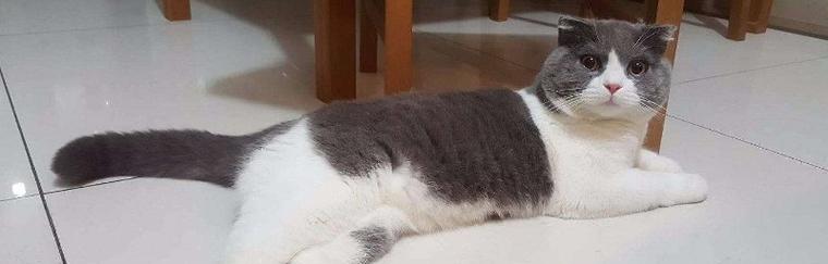 如何让宠物猫保持苗条（掌握这些方法）