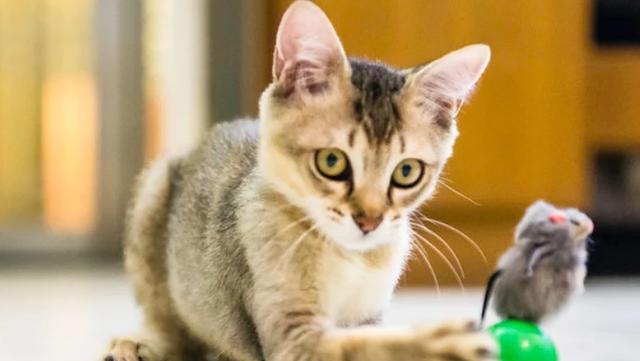 如何让宠物猫保持苗条（掌握这些方法）
