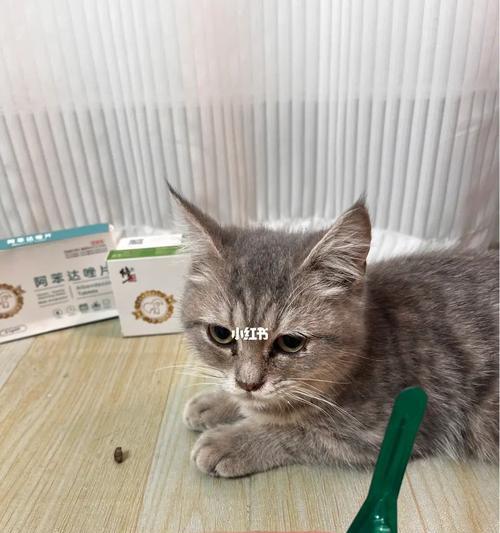 宠物猫免药物驱虫，健康又经济（宠物猫免药物驱虫）