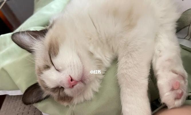 小猫粘人是宠物的好品质（探究小猫粘人的原因和好处）