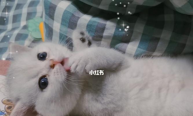 小猫粘人是宠物的好品质（探究小猫粘人的原因和好处）