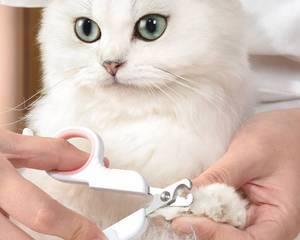 小猫指甲过长怎么办（宠物爱护小窍门）