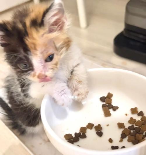 为什么小猫只能喂猫粮（了解猫粮的种类和营养成分）