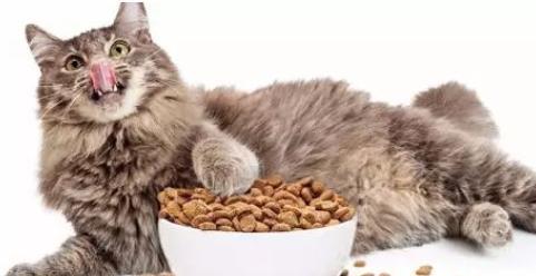 为什么小猫只能喂猫粮（了解猫粮的种类和营养成分）