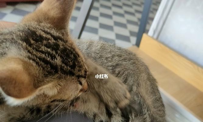 宠物行为问题解决方法——小猫抓人（了解小猫抓人的原因与处理方式）