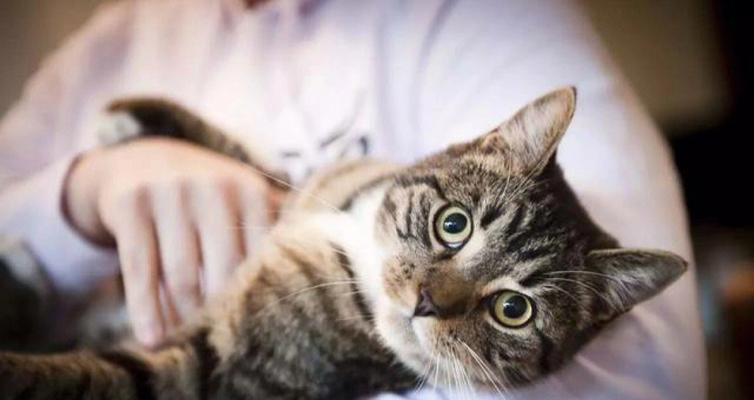宠物行为问题解决方法——小猫抓人（了解小猫抓人的原因与处理方式）