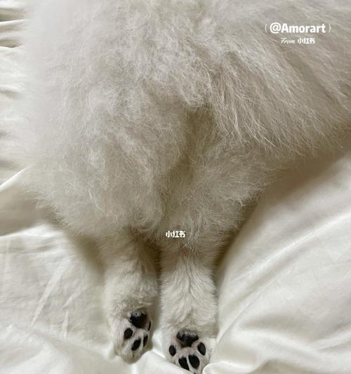 小猫抽搐一样的爪子运动，宠物也有奇怪的表现