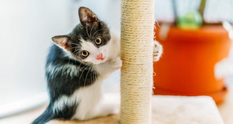 小猫为什么总是张开爪子（探究宠物猫张爪子的原因和意义）