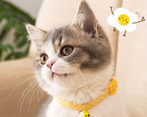 小猫总咬人，怎么办（以宠物为主）