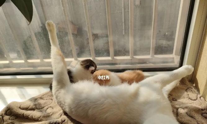 小猫突然侧倒，宠物主人需要知道的事情（如何帮助小猫恢复健康）