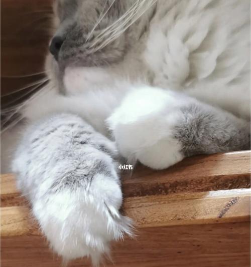 小猫突然侧倒，宠物主人需要知道的事情（如何帮助小猫恢复健康）