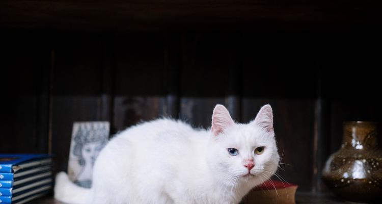 小猫嘴巴叫不出声音，你需要了解的这些（探寻小猫为什么嘴巴叫不出声音的原因及如何应对）
