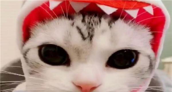 小猫嘴巴叫不出声音，你需要了解的这些（探寻小猫为什么嘴巴叫不出声音的原因及如何应对）